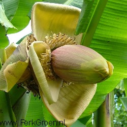 Bloeiende Basjoo www.PerkGroen.nl